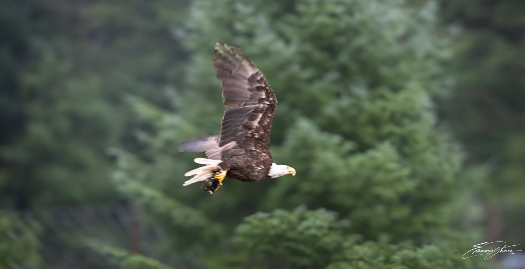 A bald eagle flies with prey in its talons, wings raised, against a green forest